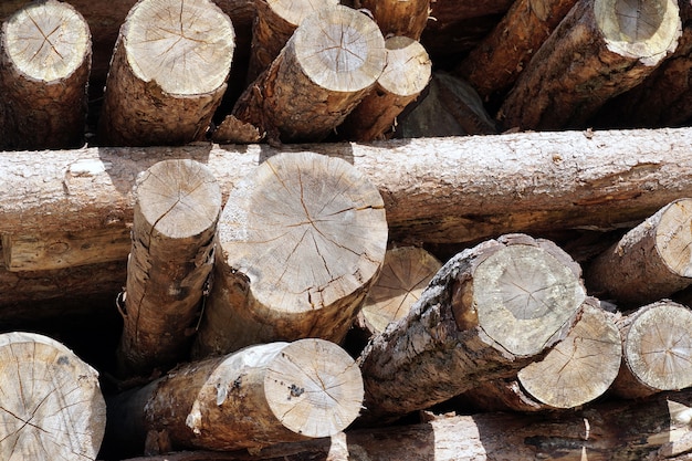 Beautiful shot of cut wood logs bunch