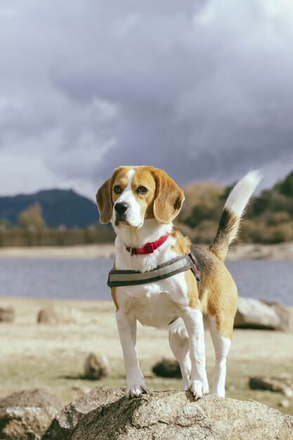 Beautiful shot of a cute  beagle dog