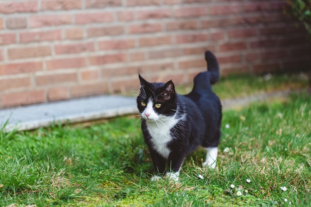 Free photo beautiful shot of a cute black cat on the grass in front of a wall made of red bricks