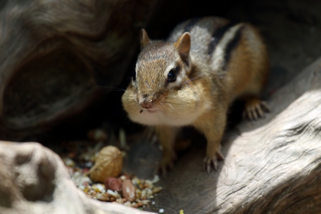 Beautiful shot of a cute chipmunk eating nuts in the Royal Botanical Gardens in summer