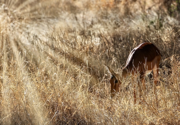 Free photo beautiful shot of a cute deer in the fields