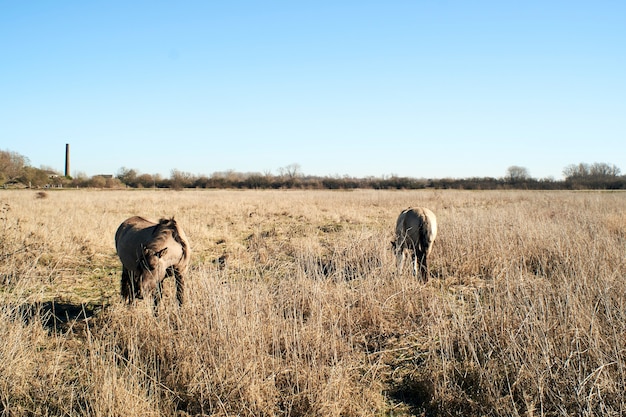 Beautiful shot of cute donkeys grazing in a field full of dried grass under a blue sky