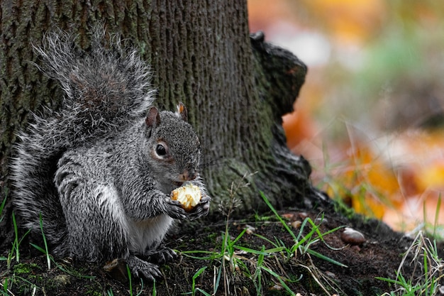 Beautiful shot of a cute fox squirrel eating hazelnut behind a  tree