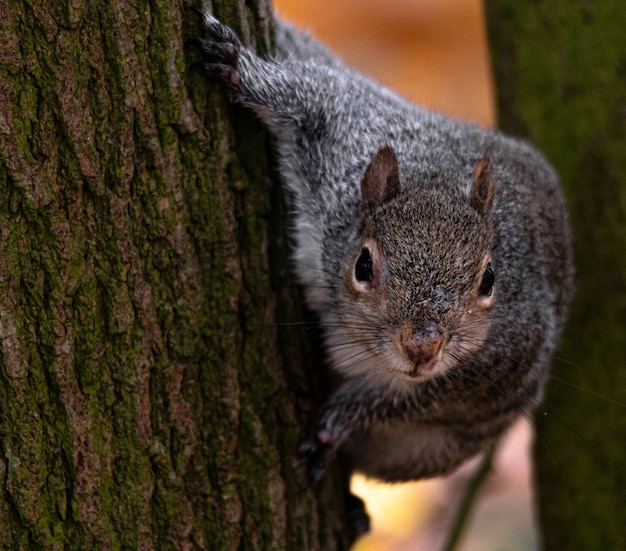 Free photo beautiful shot of a cute fox squirrel behind the tree