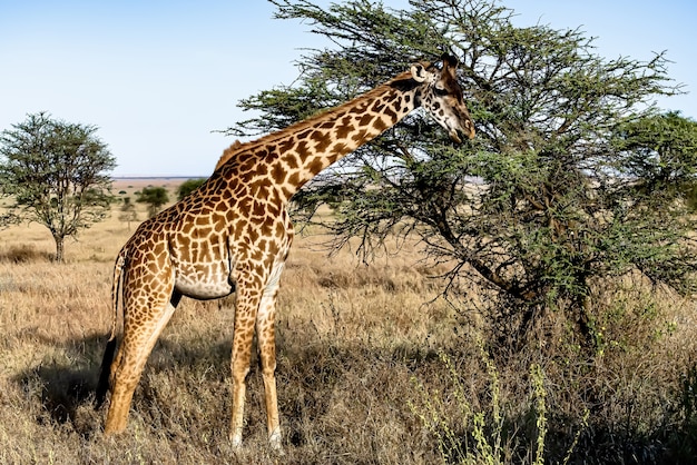 Free photo beautiful shot of a cute giraffe with the trees and the blue sky