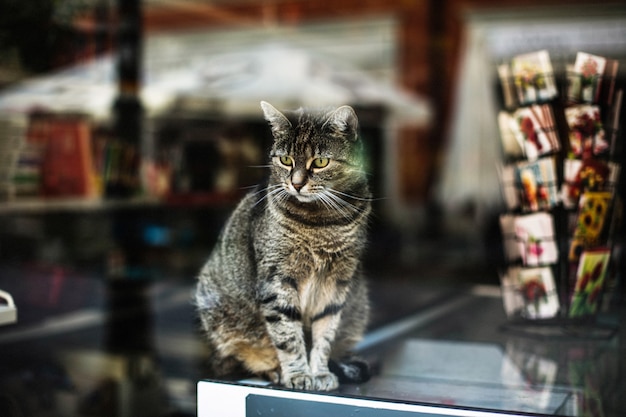 Free Photo beautiful shot of a cute gray cat behind the window of a store captured in poznan, poland