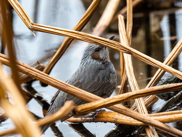 Free Photo beautiful shot of a cute japanese brown bulbul standing on a branch near the pond in tokyo, japan