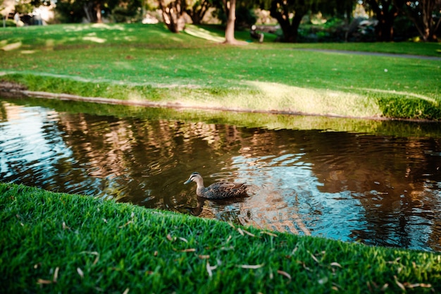 Beautiful shot of a cute mallard swimming in a river