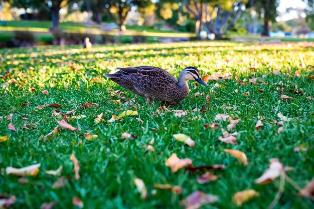 Beautiful shot of a cute mallard walking on a grass