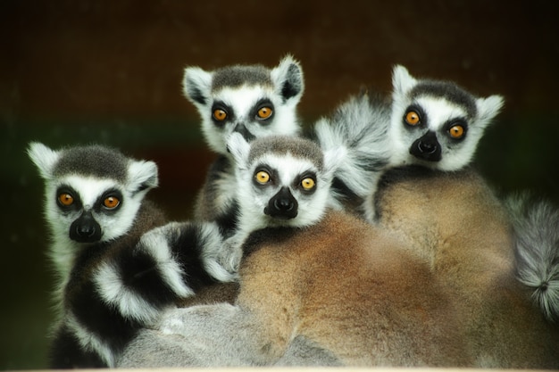 Beautiful shot of the cute ring-tailed lemurs staring intensely