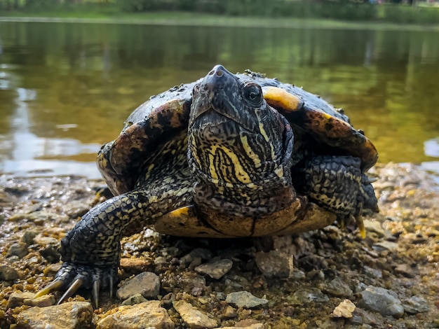 Free photo beautiful shot of a cute turtle near the shore of a lake surrounded by trees