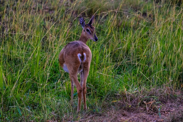 Free photo beautiful shot of deer from behind looking backward in a grassy field