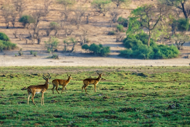 Free photo beautiful shot of deer standing on a grassy field with a blurred natural