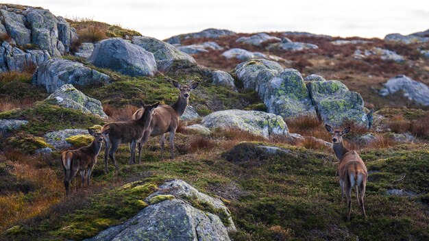 Beautiful shot of deers in the mountain