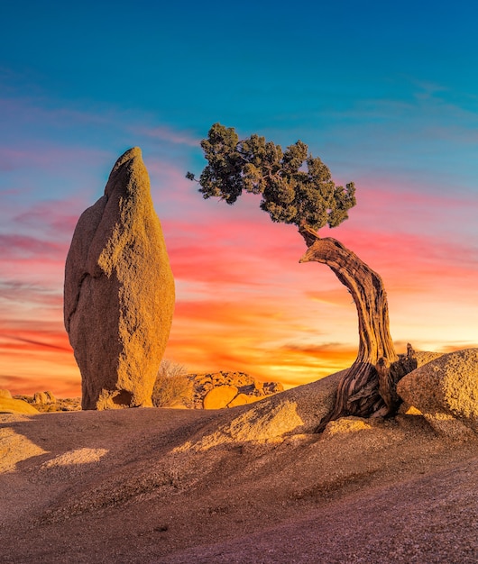 Beautiful shot of a deserted area with a boulder rock and an isolated sabal palmetto tree