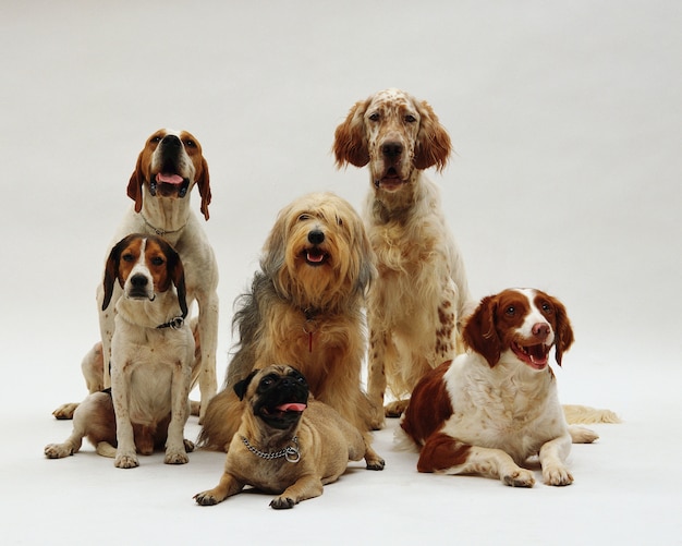 Free photo beautiful shot of different dog breeds posing