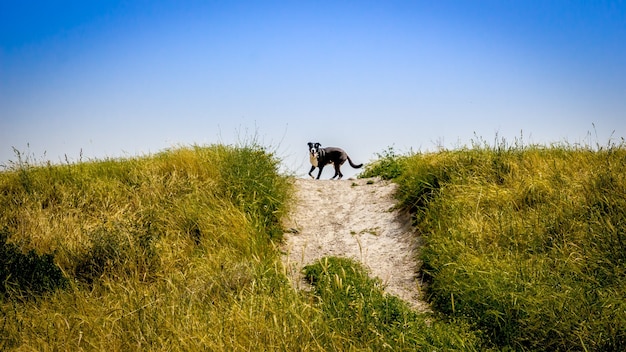 Free Photo beautiful shot of a dog running on the hill with a clear blue sky