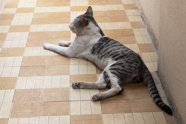 Free Photo beautiful shot of a domestic cat resting on a floor tiles