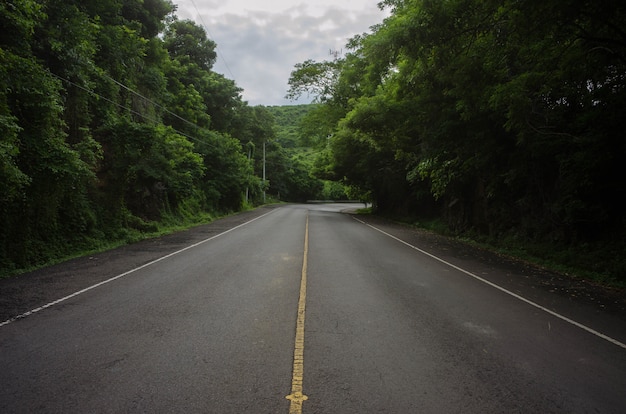 Beautiful shot of an empty road in the middle of a forest