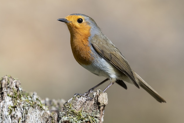 Beautiful shot of a European Robin (Erithacus rubecula) standing on the rock in a forest