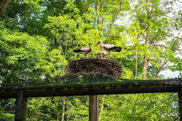 Beautiful shot of a family of white stork in their nest in spring