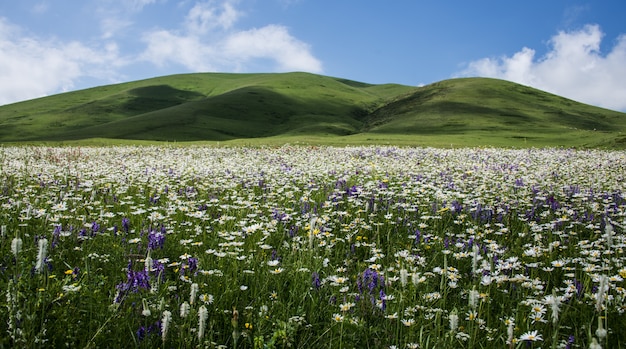 Free Photo beautiful shot of a field full of wildflowers surrounded by hills