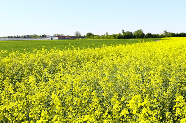 Free photo beautiful shot of a field full of yellow flowers