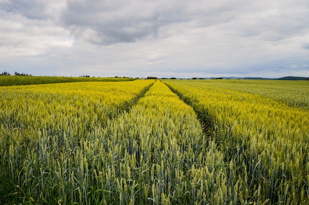 Beautiful shot of a field near the road in Germany