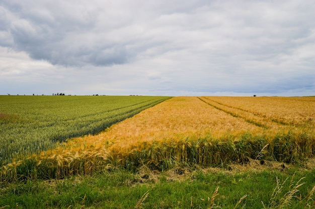 Free Photo beautiful shot of a field near the road in germany