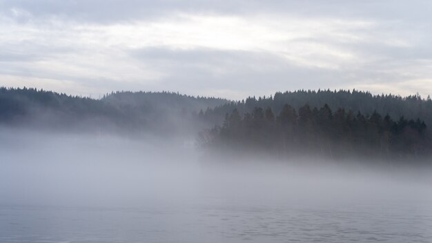 Beautiful shot of a fir tree forest covered with fog