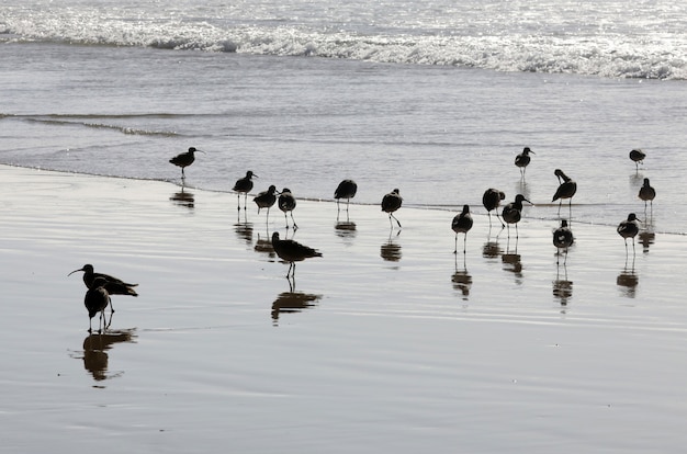 Free Photo beautiful shot of a flock of black birds in the ocean with their reflection in the water