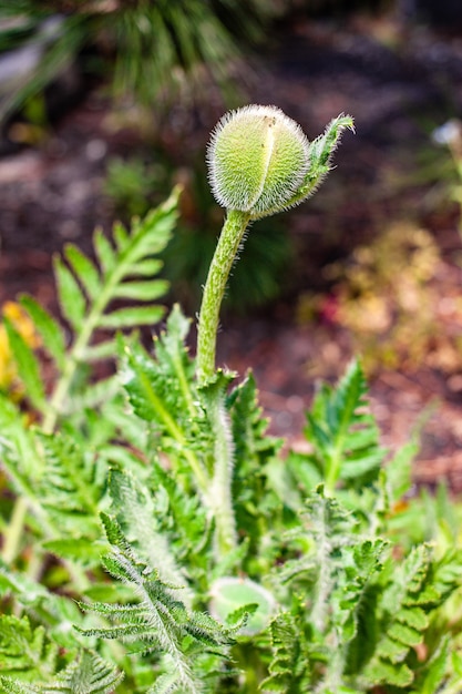 Beautiful shot of a flower bud in the garden on a sunny day