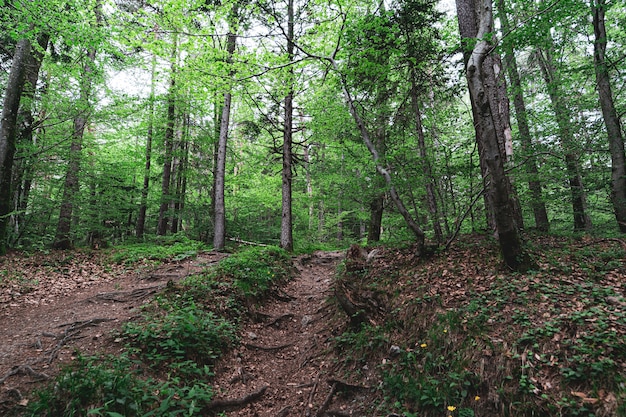 Beautiful shot of a forest full of trees and a small path in the middle of it