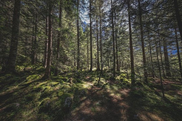 Beautiful shot of a forest with sunlight