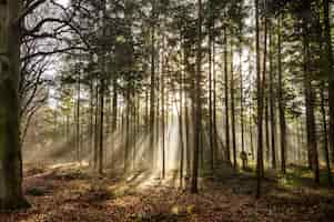 Free photo beautiful shot of a forest with tall green thees at daytime