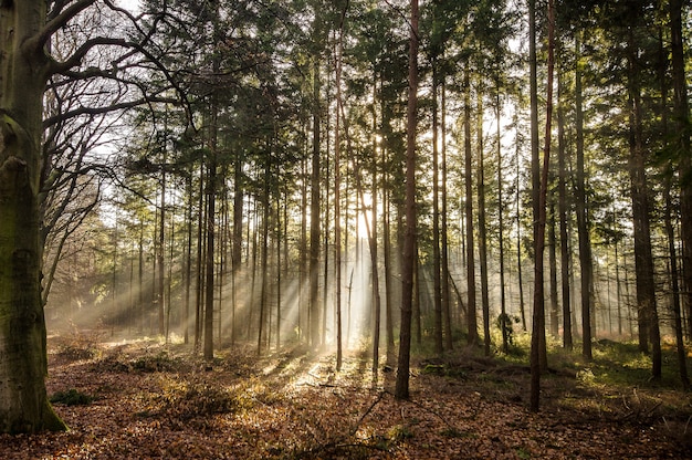 Beautiful shot of a forest with tall green thees at daytime