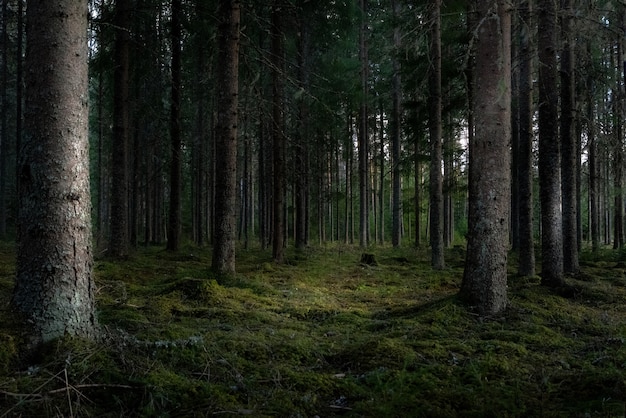 Free photo beautiful shot of a forest with tall green trees