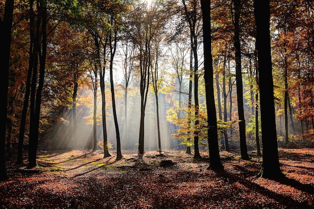 Free photo beautiful shot of forest with yellow and green leafed trees with the sun shining through branches