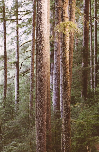 Free photo beautiful shot of a forest