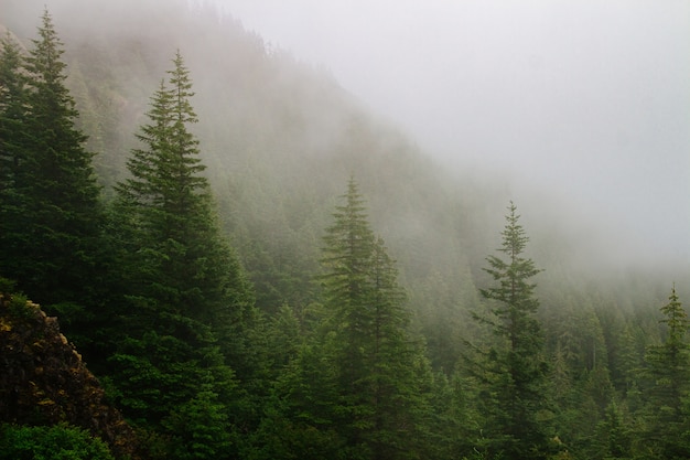 Beautiful shot of a forested mountain in the fog