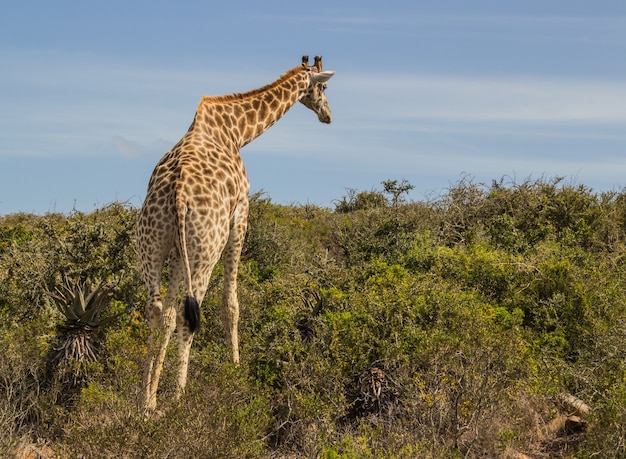 Free photo beautiful shot of a giraffe from behind in the daylight