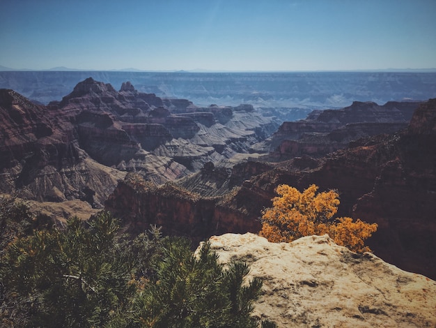 Beautiful shot of the grand canyon national park north rim on a sunny day