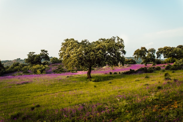 Free Photo beautiful shot of a grass field filled with lavender flowers and trees