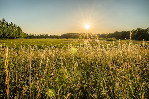 Free photo beautiful shot of a grassy field and trees in the distance with the sun shining in the sky