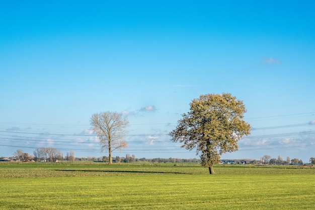 Free photo beautiful shot of a grassy field with trees and a blue sky in the background