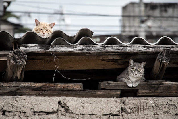 Free Photo beautiful shot of a gray cat hiding under the roof while the other cat resting at the top