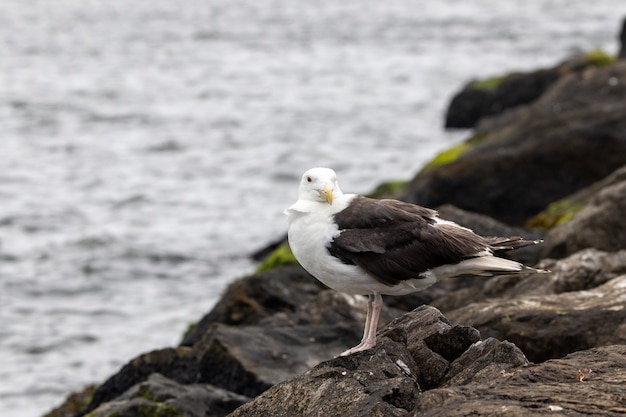 Free Photo beautiful shot of a great black-backed seagull on a rock by the ocean