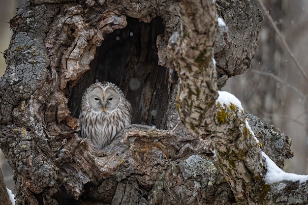 Free photo beautiful shot of a great gray owl resting in a tree