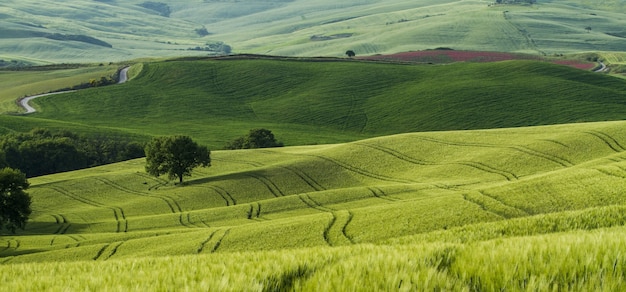 Beautiful shot of green fields with narrow roads in the middle