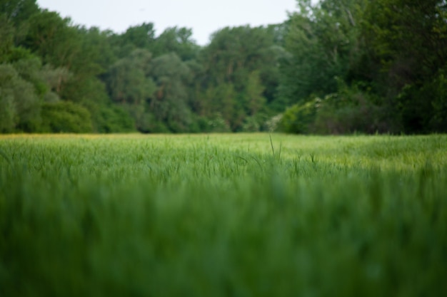 Free photo beautiful shot of a green grassland near a forest